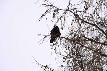 A crow sits on branch №782