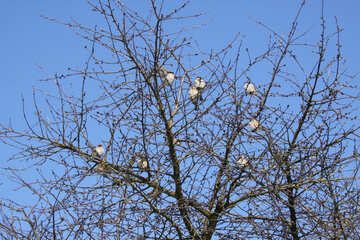 A flock of sparrows on winter tree №514
