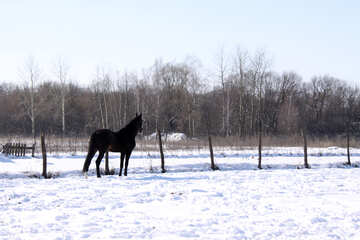 Black stallion looks into the distance №465