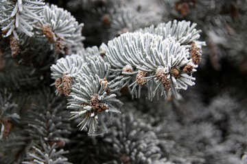 Frost sul ramo di abete №433