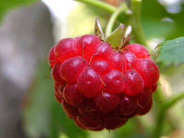 Raspberry close-up №334