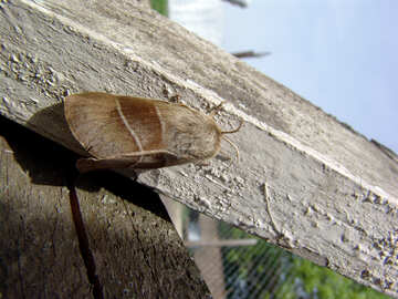 Moth №676