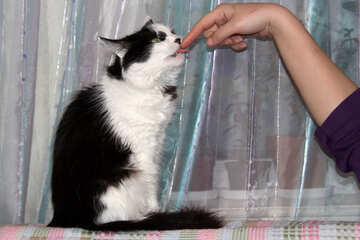 Cat licks finger №906