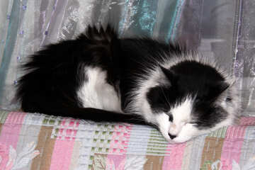 Eine Katze schläft auf der Rückseite des Sofas №904
