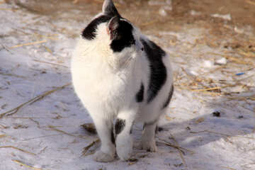 E nero gatto bianco si blocca in mezzo alla neve №705