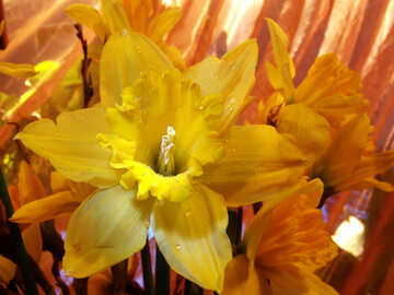 Bouquet of daffodils close