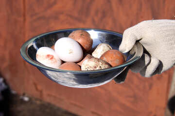 Fresco pollo huevos en metal tazón de fuente №774
