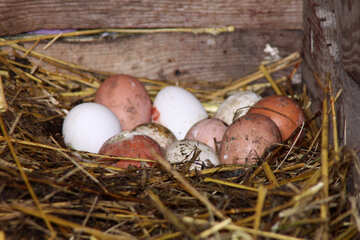Fresh chicken eggs in the henhouse №773