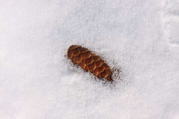 Cone in snow №834