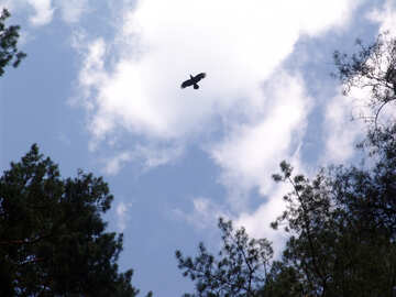  cuervo volando sobre las copas de los pinos línea recta  №573