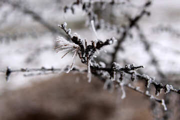 The branch of larch in winter (without needles) №427