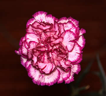 Carnation №974