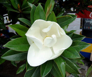  flor blanca grande  №198