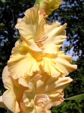 La flor amarilla del gladiolo de cerca en el fondo de los árboles №336