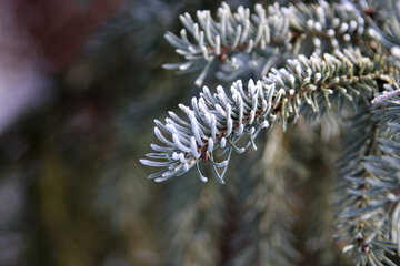 Hoarfrost on fur-tree needles №421