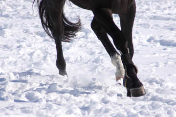 Legs galloping horse