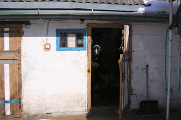 The horse looks out the open door of the stable №841
