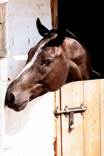 The muzzle is bay in the stall №753