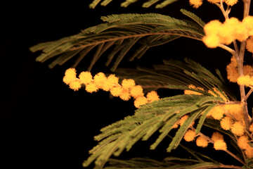 Mimosa flowers on black background №966