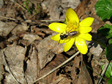 La mosca sobre la flor amarilla №678