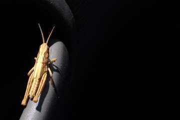 A little grasshopper on black background №670