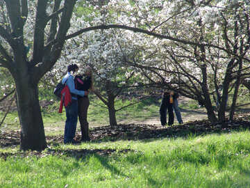 Aimer couples sous floraison arbre de magnolia №565