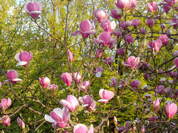 cor-de-rosa magnolia flores №538