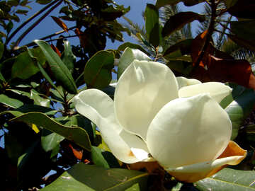 Blanc Magnolia №251