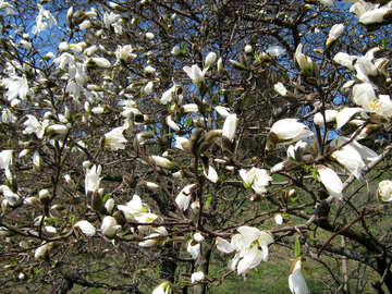 La magnolia blanco en el jardín botánico №548