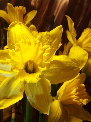 Narcissus with drops of dew №523