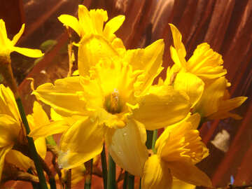 Narciso giallo con gocce di rugiada №524