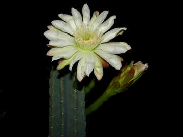 Fleur de cactus, la floraison, la nuit