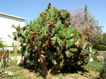 Large flowering cactus №254