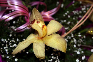  Orquídea de flores decorativas  №886