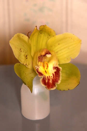 La orquídea №973