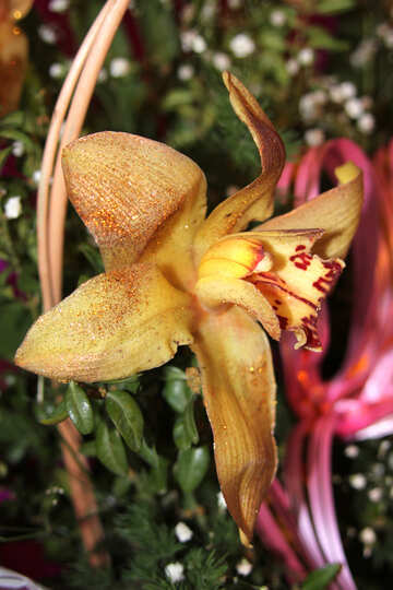 Orquídea de Oro flores  №889