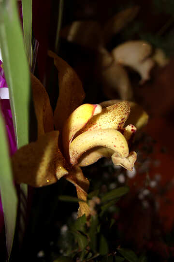 Жовта орхідея на темному тлі №888