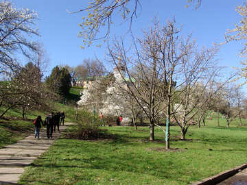 Spring in the Botanical Gardens. Magnolias №560