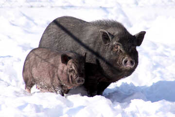 Beautiful pigs №741