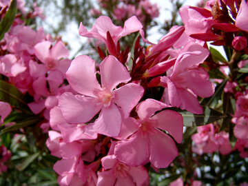 La inflorescencia rosada №270