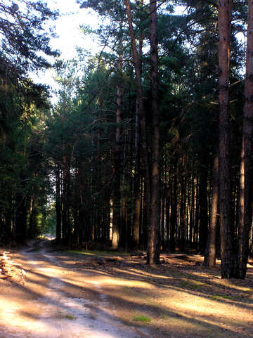 Road in den Wäldern №289