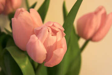 Pink tulip. Large №948