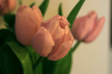 Pink tulips №949