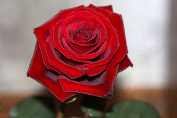 Red Rose №972