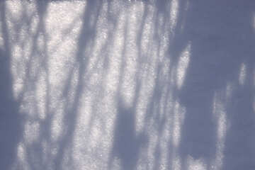 L`ombra degli alberi nella neve №826