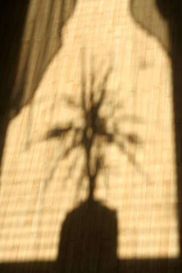 Shadow of the window with flower on the floor №846
