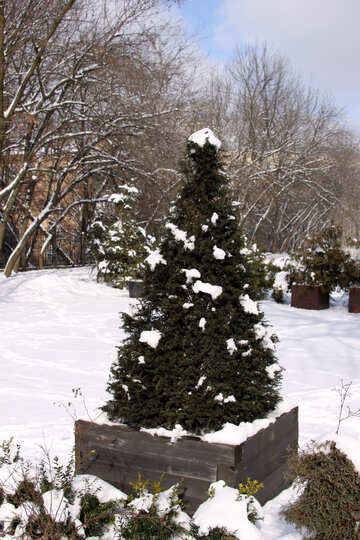 Ein Weihnachtsbaum in einer Holzkiste auf der Straße im Schnee №828