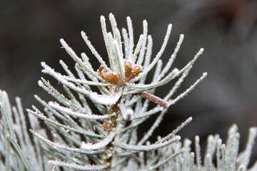 Rime of spruce twigs №425
