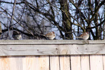 Sparrows on wooden fence №515