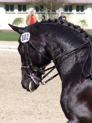 Stallion competitions №763
